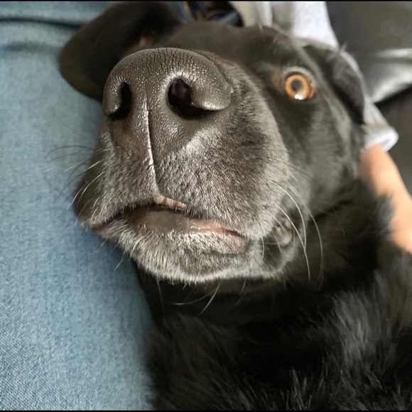 Meet your Posher, Carrie - Picture 1 of 1